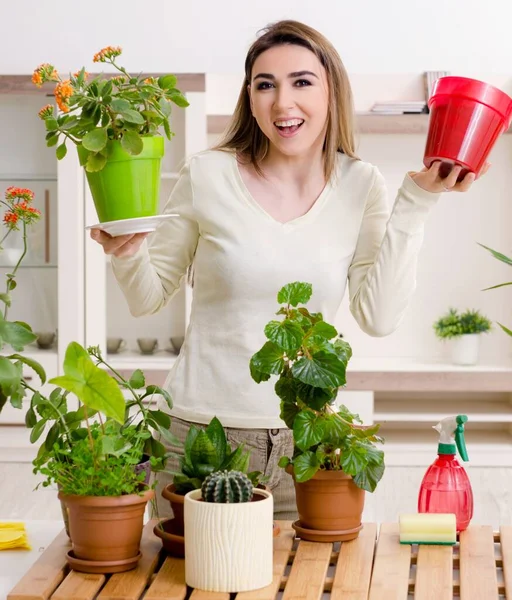 Tukang Kebun Perempuan Muda Dengan Tanaman Dalam Ruangan — Stok Foto