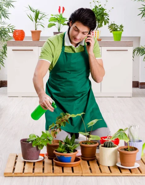 Young Male Gardener Plants Indoors — Stok fotoğraf