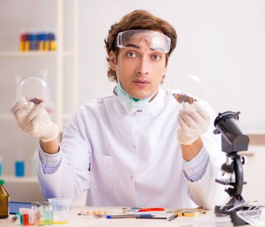 Erkek böcek bilimci laboratuvarda yeni türler üzerinde çalışıyor.