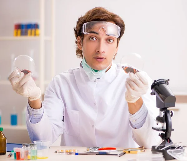 Entomólogo Masculino Que Trabaja Laboratorio Nuevas Especies — Foto de Stock