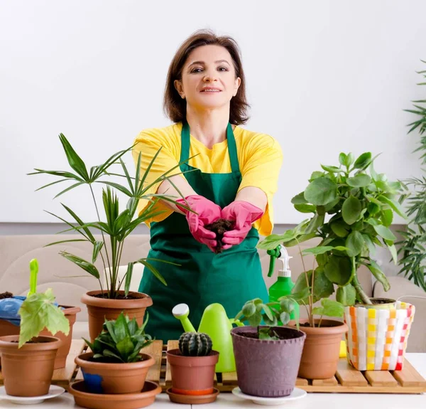室内に植物を持つ女性庭師 — ストック写真