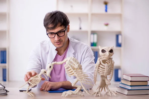 研究室で古代の動物を調べる若い古生物学者 — ストック写真