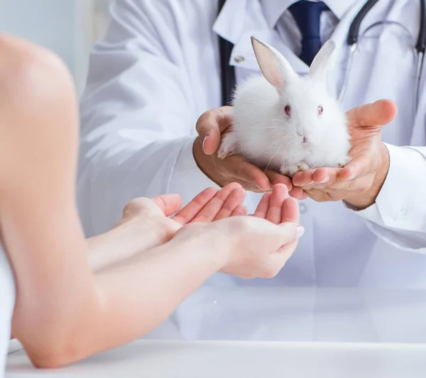The woman with pet rabbit visiting vet doctor