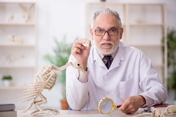 Alter Paläontologe Untersucht Uralte Tiere Labor — Stockfoto