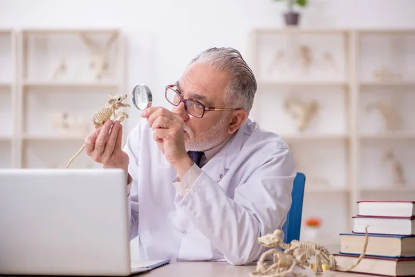 Old Paleontologist Examining Ancient Animals Lab — Stock Photo, Image