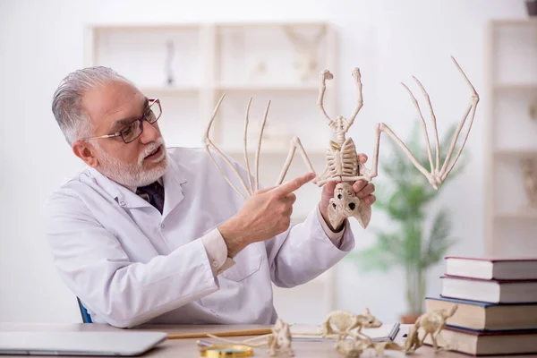 Régi Paleontológus Ősi Állatokat Vizsgál Laborban — Stock Fotó
