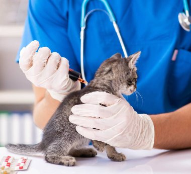 Veteriner doktor hayvan hastanesinde kedi yavrularını muayene ediyor.