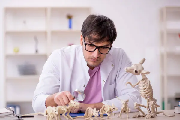 Mladý Paleontolog Zkoumá Starodávná Zvířata Laboratoři — Stock fotografie