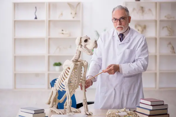 研究室で古代の動物を調べる古い古生物学者 — ストック写真