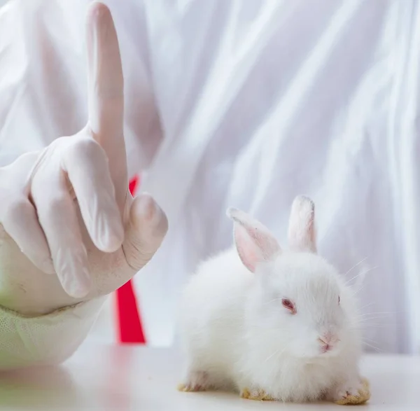 The white rabbit in scientific lab experiment