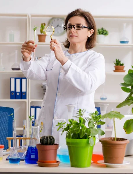 Vieja Química Biotecnológica Que Trabaja Laboratorio — Foto de Stock