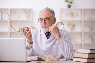 Eski paleontolog laboratuvarda eski hayvanları inceliyor.