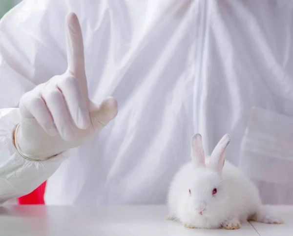 The scientist doing animal experiment in lab with rabbit