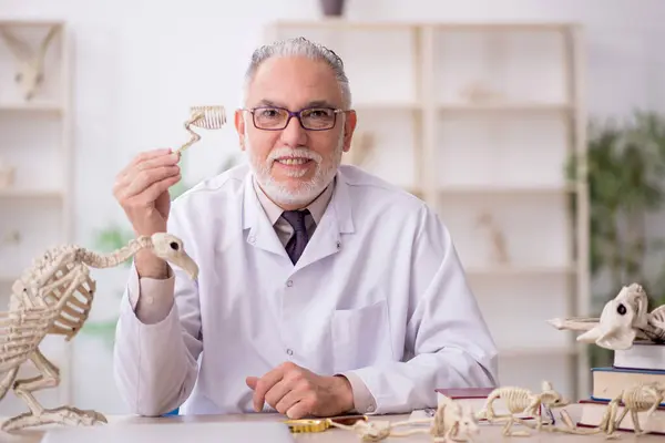 Old Paleontologist Examining Ancient Animals Lab — Stock Photo, Image