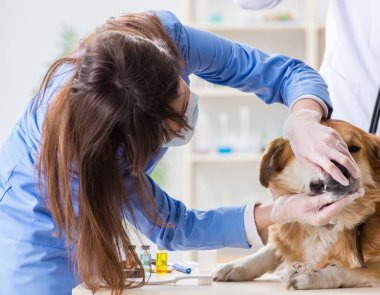 Doktor ve asistan veteriner kliniğindeki golden retriever köpeğini kontrol ediyor.
