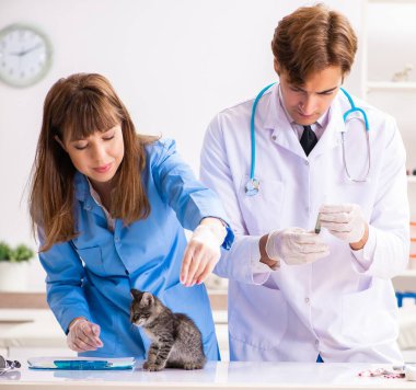 Veteriner kliniğindeki doktor ve asistan kedi yavrusunu kontrol ediyor.