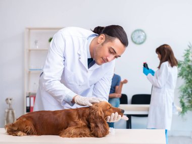 Veteriner doktor Golden Retriever köpeğini klinikte muayene ediyor.