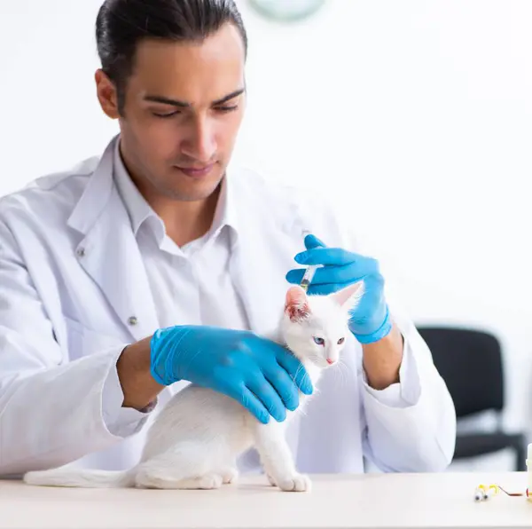 病気の猫を調べる若い男性医師 — ストック写真