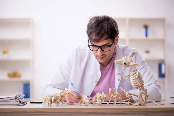 Paleontólogo Joven Examinando Animales Antiguos Laboratorio — Foto de Stock