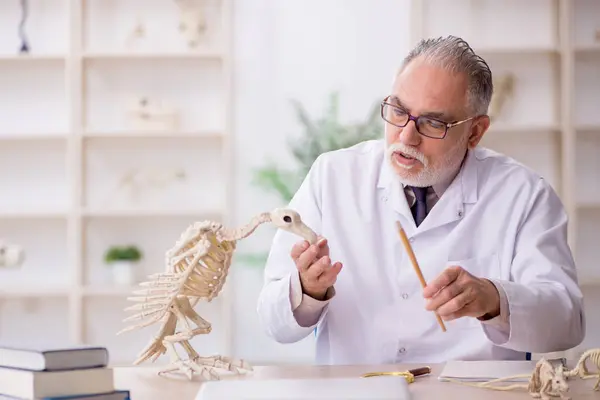 Starý Paleontolog Zkoumá Starodávná Zvířata Laboratoři — Stock fotografie