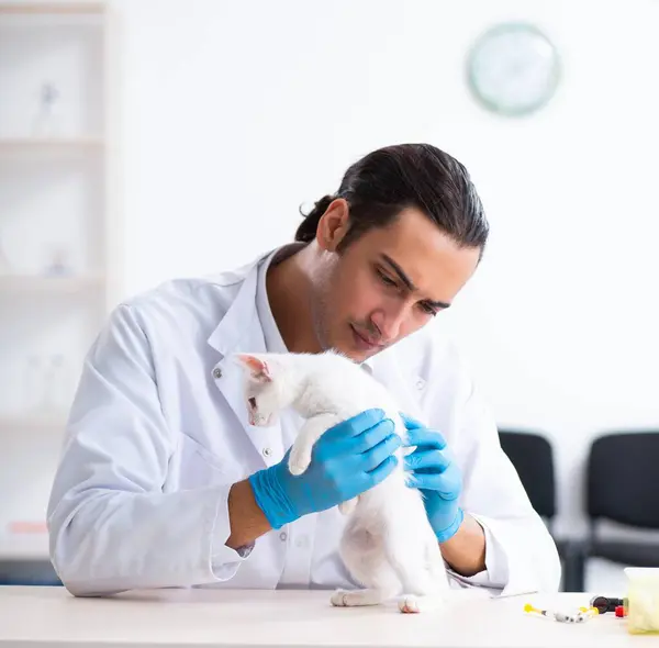 Young Male Doctor Examining Sick Cat — Stock Photo, Image