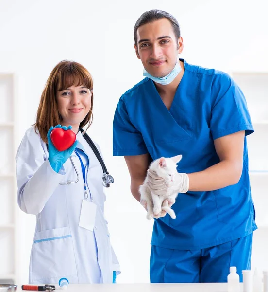 Los Dos Jóvenes Médicos Veterinarios Examinando Gato Enfermo —  Fotos de Stock