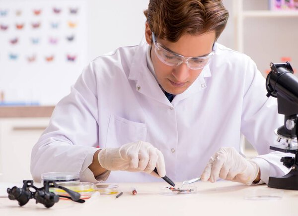 Ученый-энтомолог изучает новые виды бабочек
