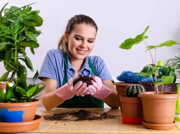 Evin içinde bitkileri olan genç bayan bahçıvan.