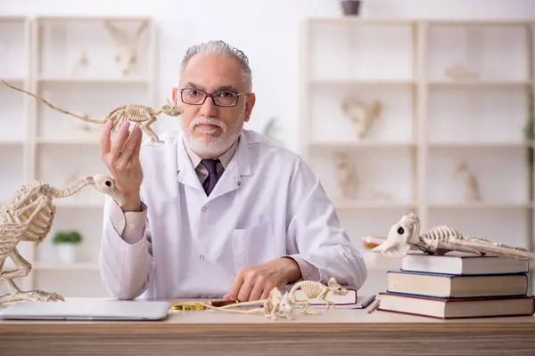 研究室で古代の動物を調べる古い古生物学者 — ストック写真