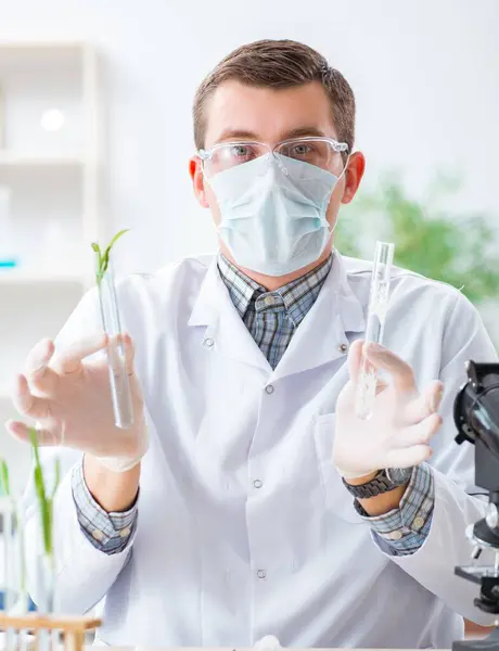 Bioquímico Masculino Que Trabaja Laboratorio Plantas —  Fotos de Stock