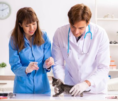 Veteriner kliniğindeki doktor ve asistan kedi yavrusunu kontrol ediyor.