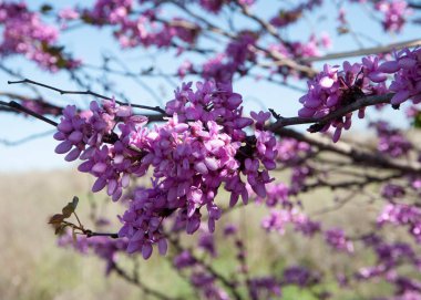 İncil Yehuda ağacının bitkileri.