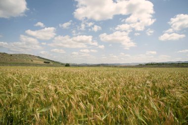Arka planda mavi gökyüzü olan altın buğday tarlası. İsrail.