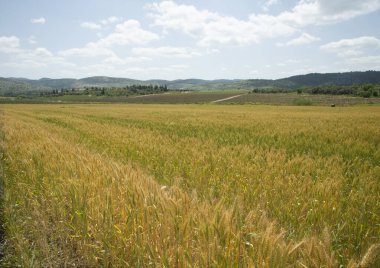 Arka planda mavi gökyüzü olan altın buğday tarlası. İsrail.