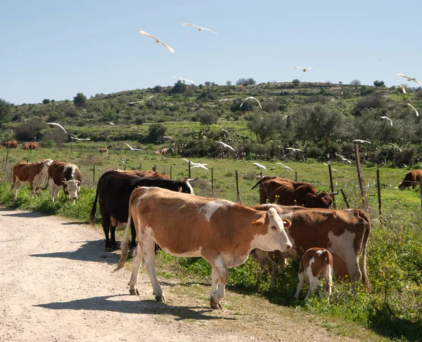 stock image Cows on a summer pasture. Birds fly near cows