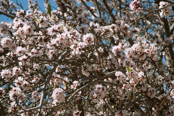 Almond Trees Bloom — Stock Photo, Image
