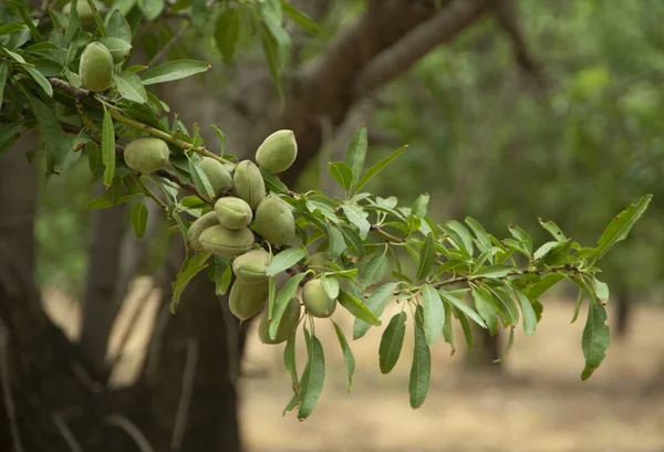 Gröna Mandelnötter Som Mognar Träd — Stockfoto