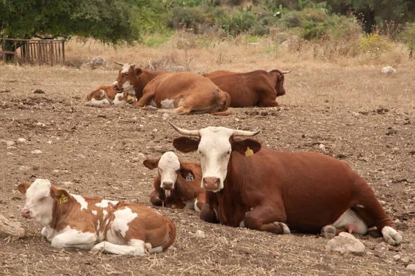 Manada Vacas Descansando Medio Del Día —  Fotos de Stock
