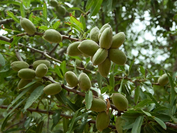 Green Almonds Nuts Ripening Tree — Stock Photo, Image