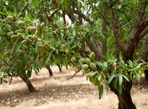 Vihreät Mantelit Pähkinät Kypsyminen Puissa Puutarhassa — kuvapankkivalokuva