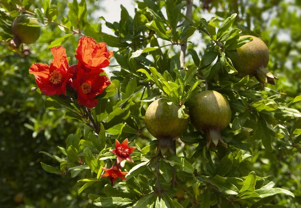 Giovani Melograni Che Crescono Albero Nel Giardino — Foto Stock