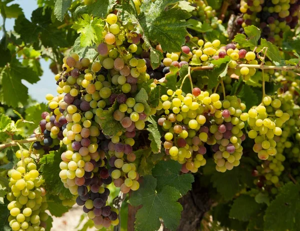 Üzüm Bağında Yaprakları Olan Bir Sürü Şarap Üzümü Srail — Stok fotoğraf