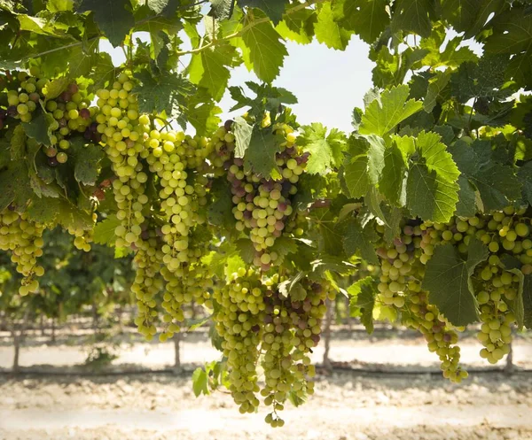 Grappoli Uva Vino Con Foglie Vigna Israele — Foto Stock