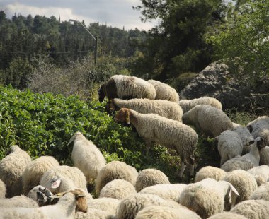 Ormanın yakınında otlayan koyun sürüsü..