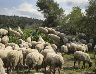 Ormanın yakınında otlayan koyun sürüsü..