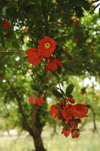 Pomegranate flowers. Ripening pomegranate on tree.