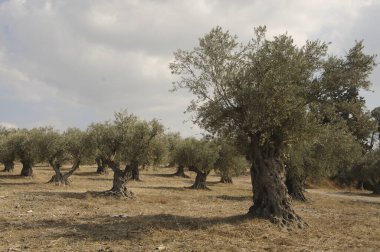 Latrun manastırı yakınlarında eski zeytinler. İsrail.