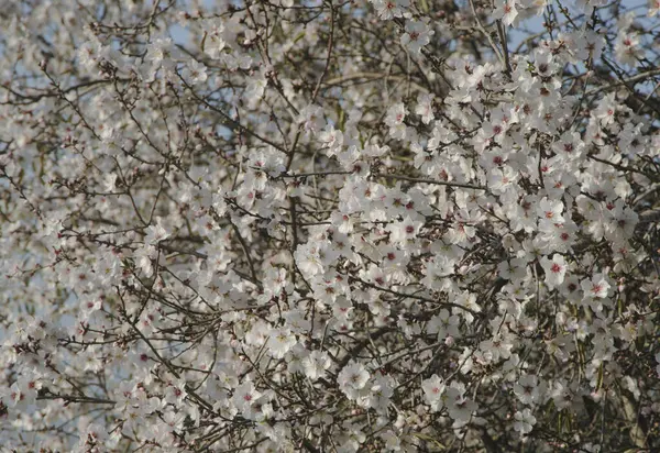 美しいアーモンドの木が咲きました イスラエル — ストック写真