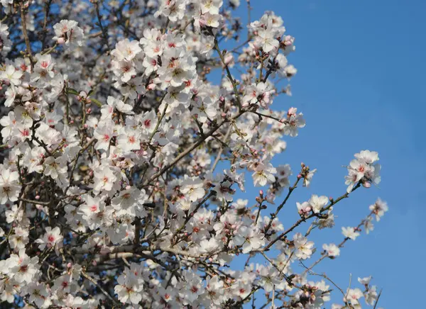 Kwitnące Drzewo Migdałowe Przeciwko Błękitnemu Niebu Izrael — Zdjęcie stockowe