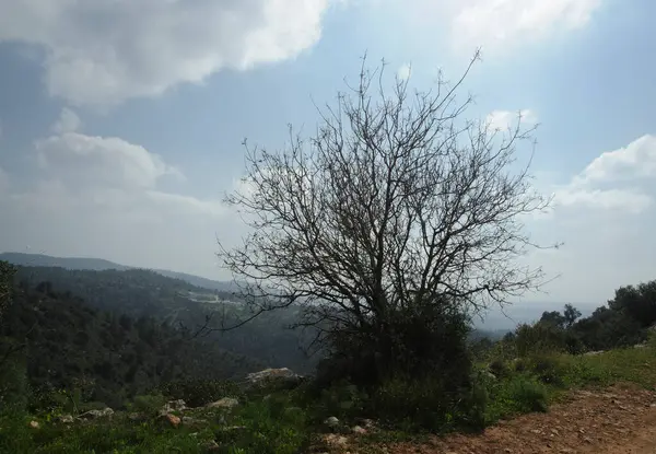 Blick Über Die Jerusalemer Hügel Vom Märtyrerwald Hakdoshim Israel — Stockfoto